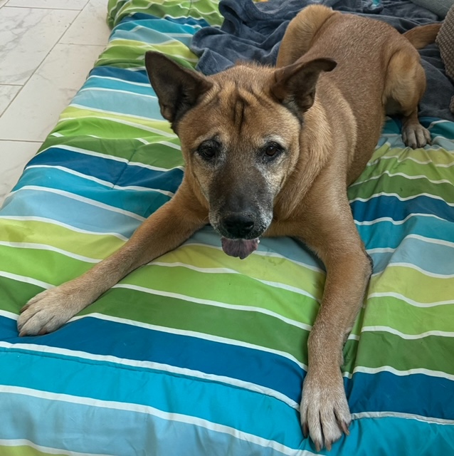 Enlarge Oso, a Adoptable mixed breed in Gilbert, AZ image 5/5