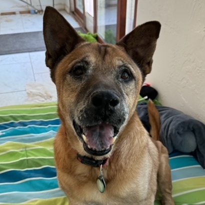 Enlarge Oso, a Adoptable mixed breed in Gilbert, AZ image 2/5