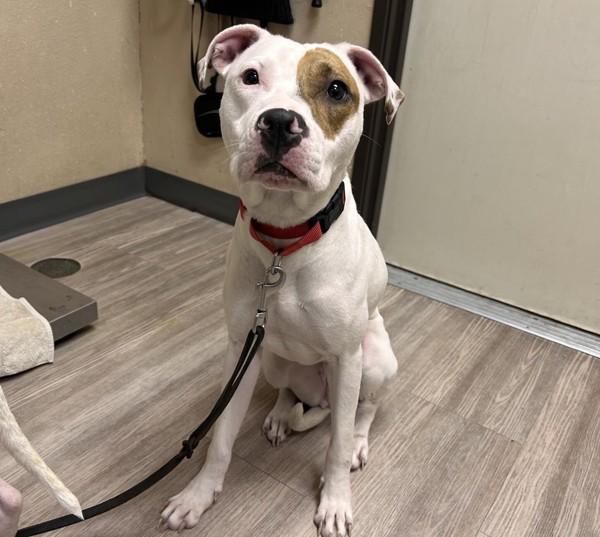 Enlarge Crab, a Adoptable mixed breed in Oceanside, CA image 1/1