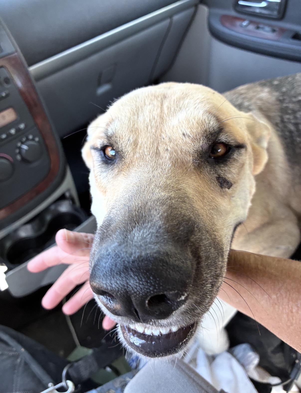 Enlarge Apple, a Adoptable mixed breed in Palm desert, CA image 1/4