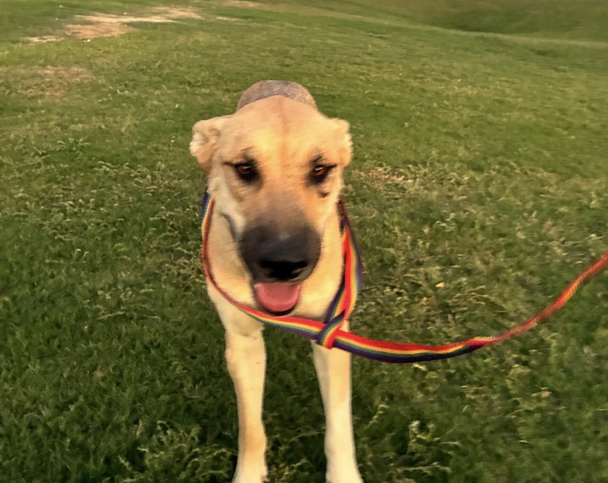 Enlarge Apple, a Adoptable mixed breed in Palm desert, CA image 2/4