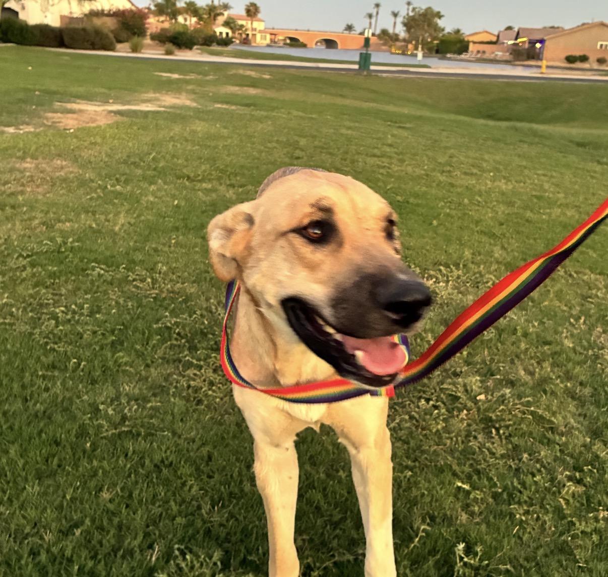 Enlarge Apple, a Adoptable mixed breed in Palm desert, CA image 3/4