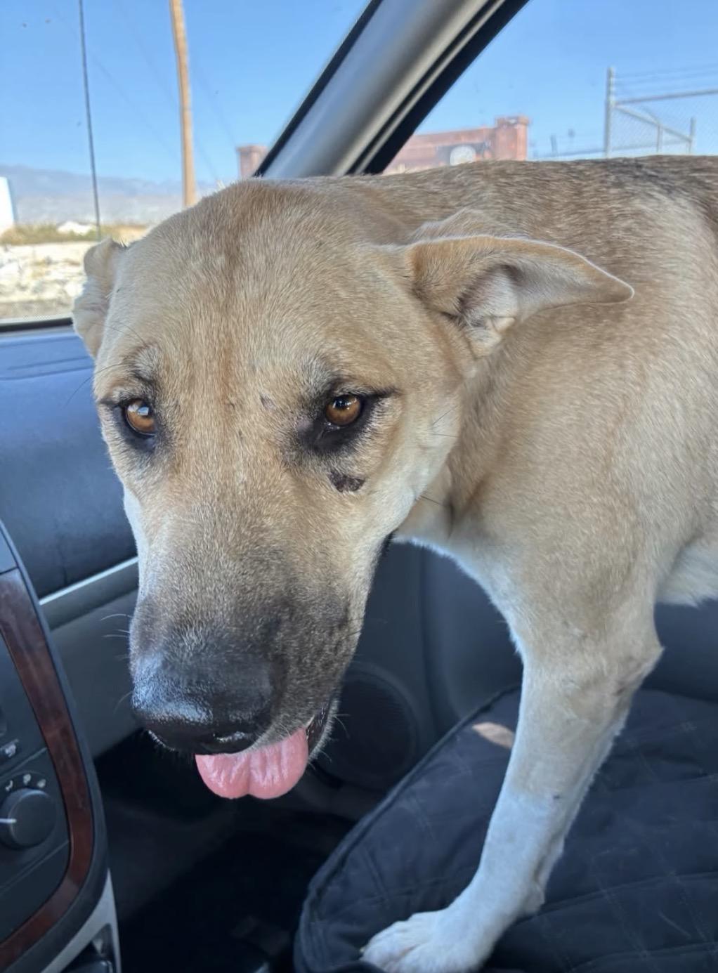 Enlarge Apple, a Adoptable mixed breed in Palm desert, CA image 4/4