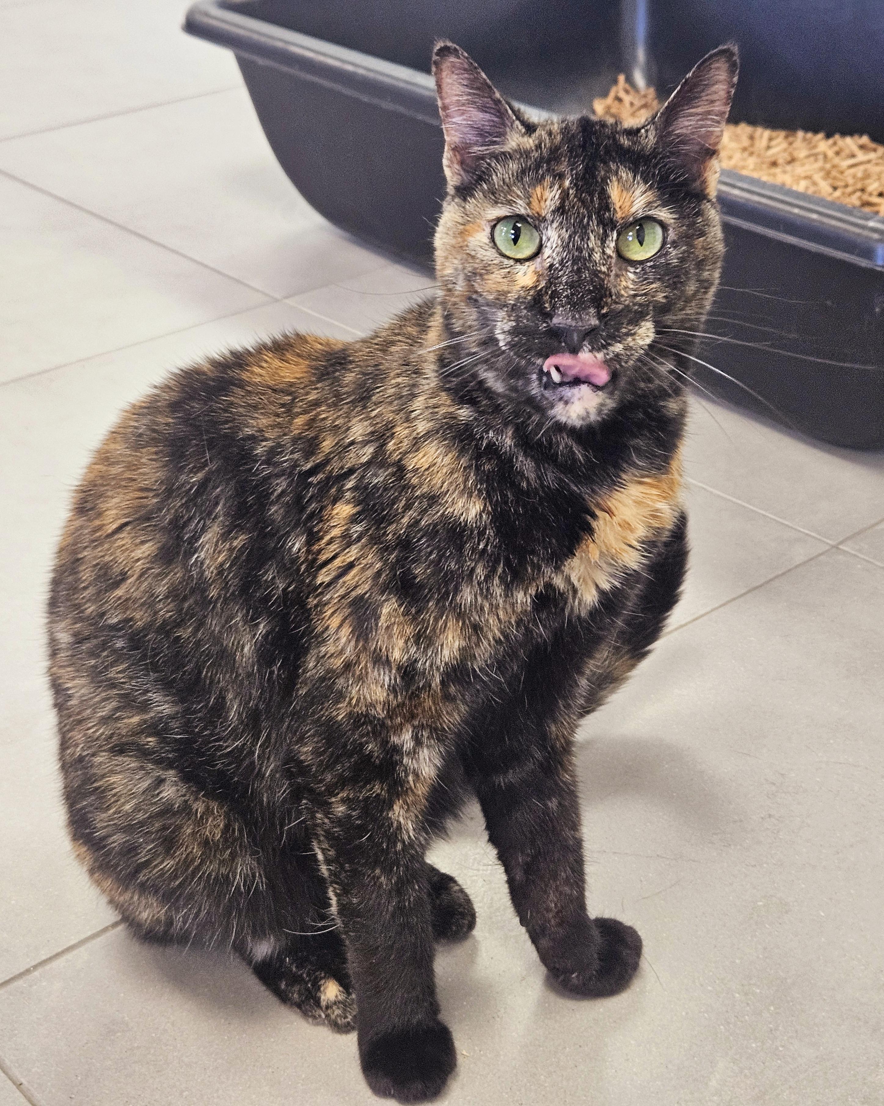 Camilla, Baby Female Domestic Short Hair