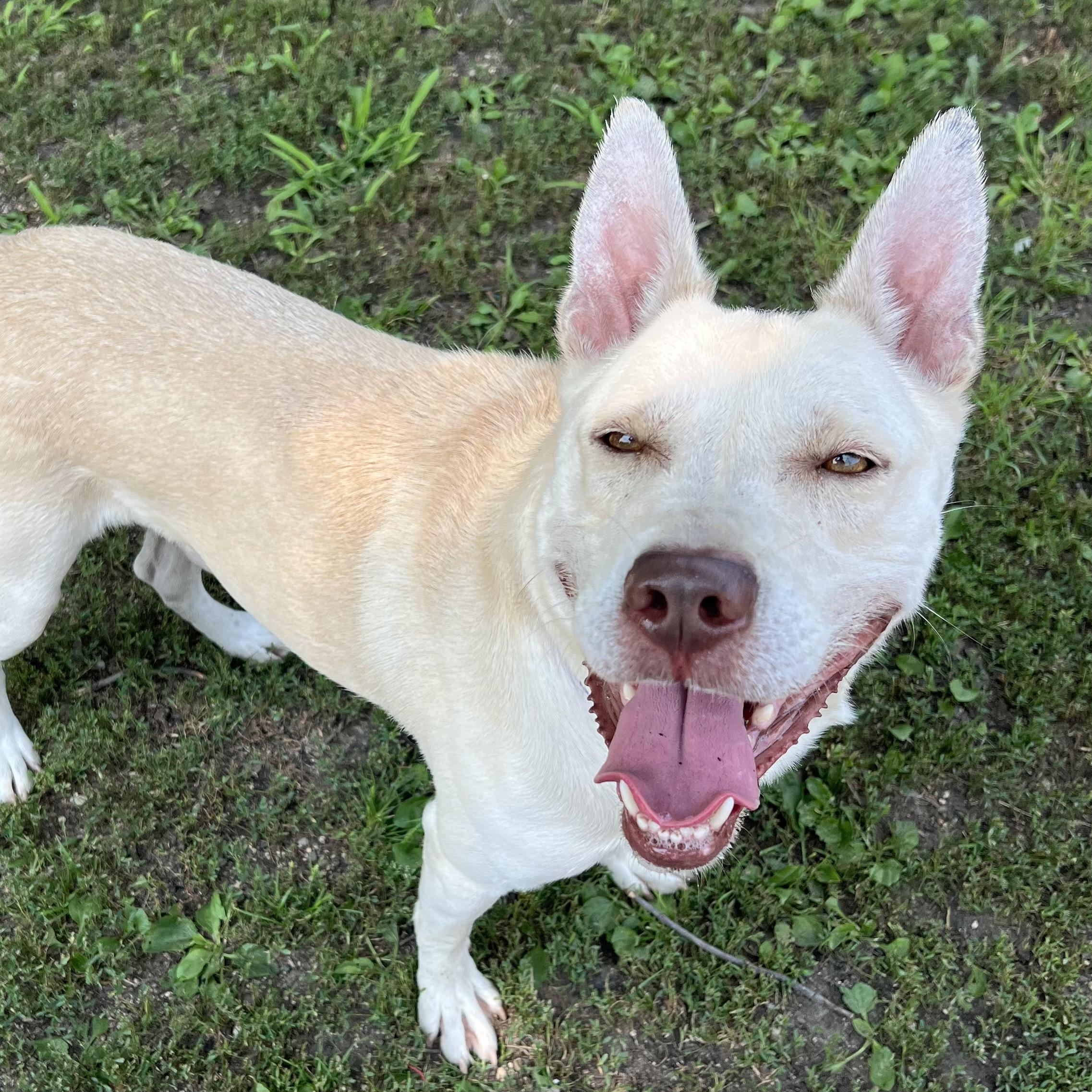 Jojo, a ADOPTABLE mixed breed in Fairmont, MN image 3/6