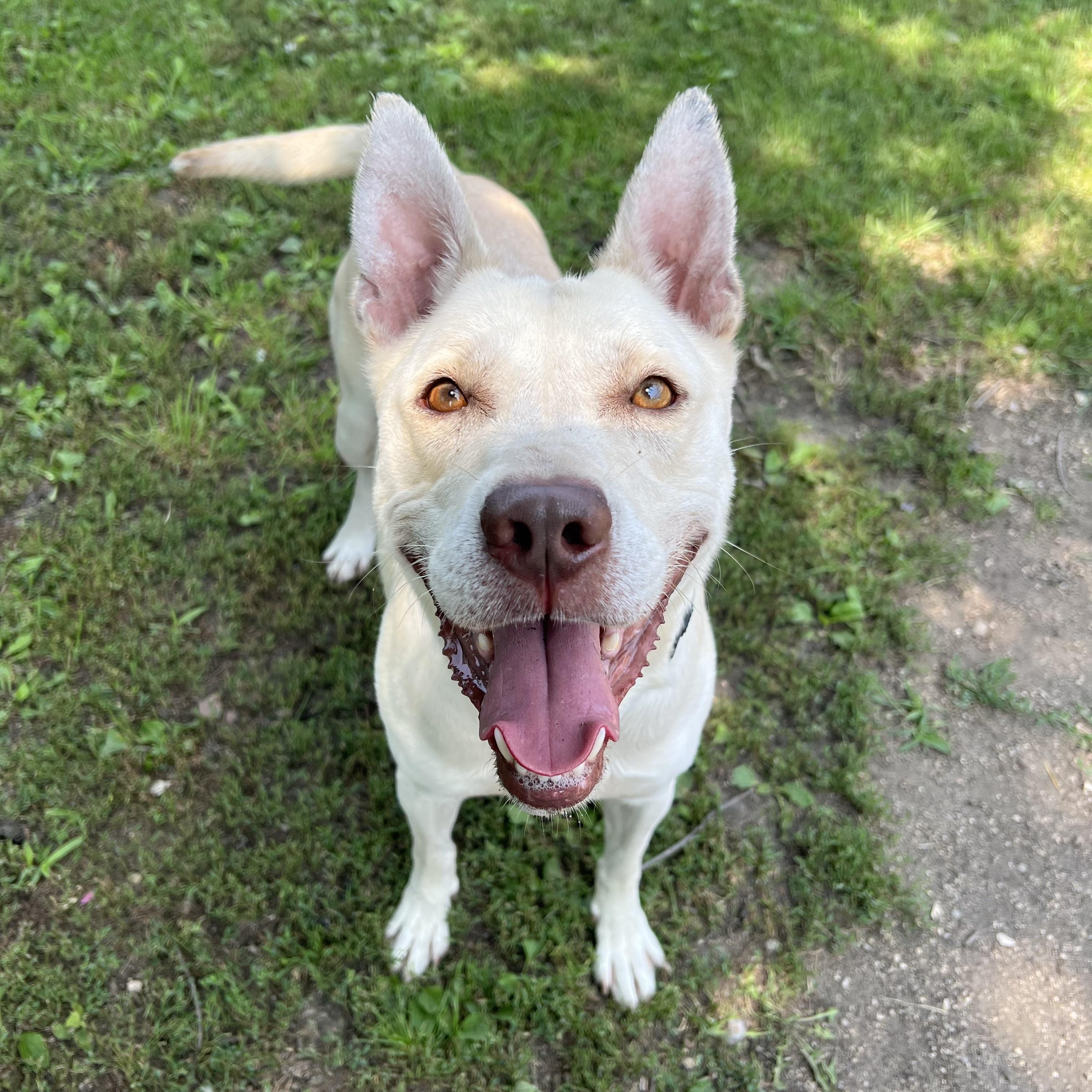 Jojo, ADOPTABLE, Young Male Shepherd & Husky.