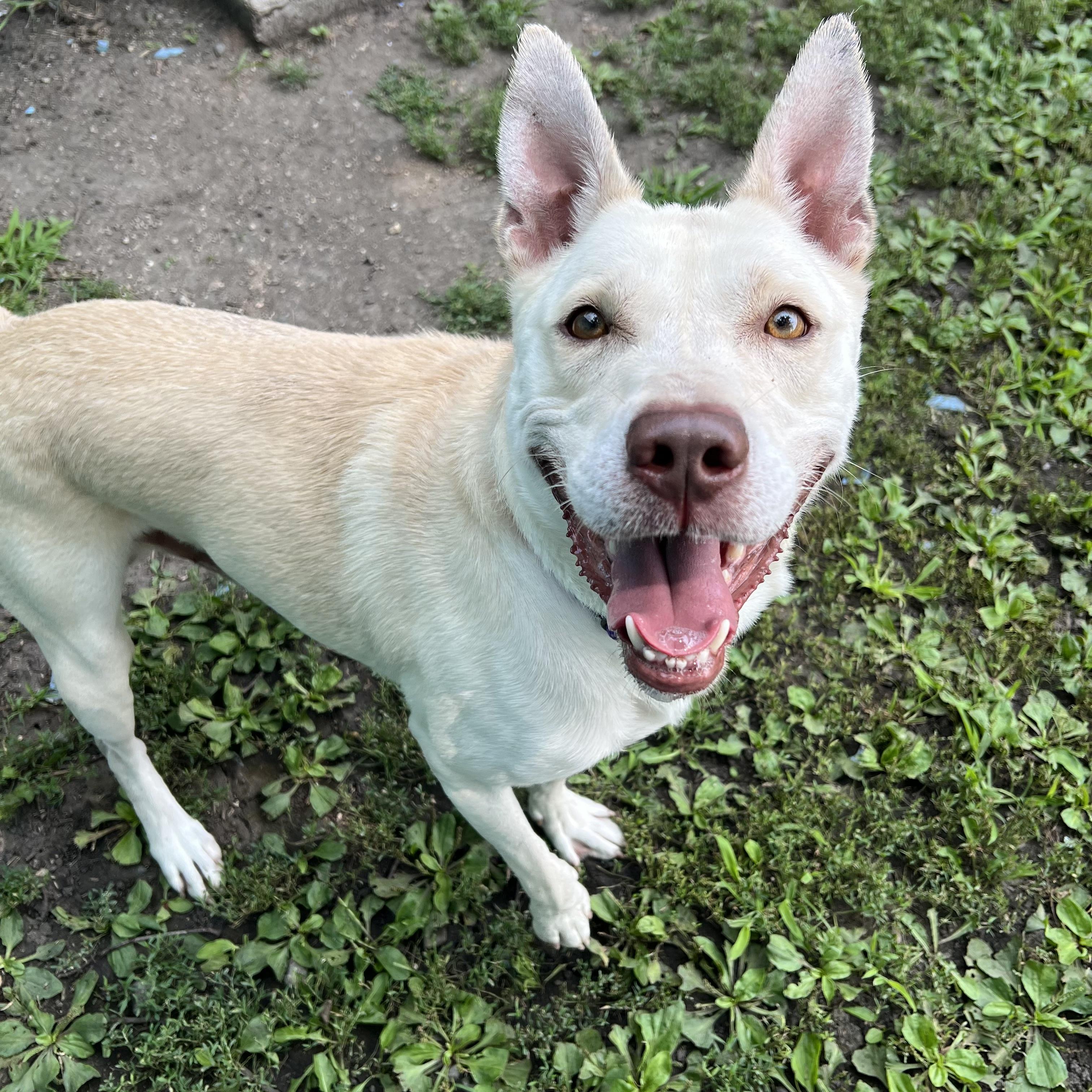 Jojo, a ADOPTABLE mixed breed in Fairmont, MN image 5/6