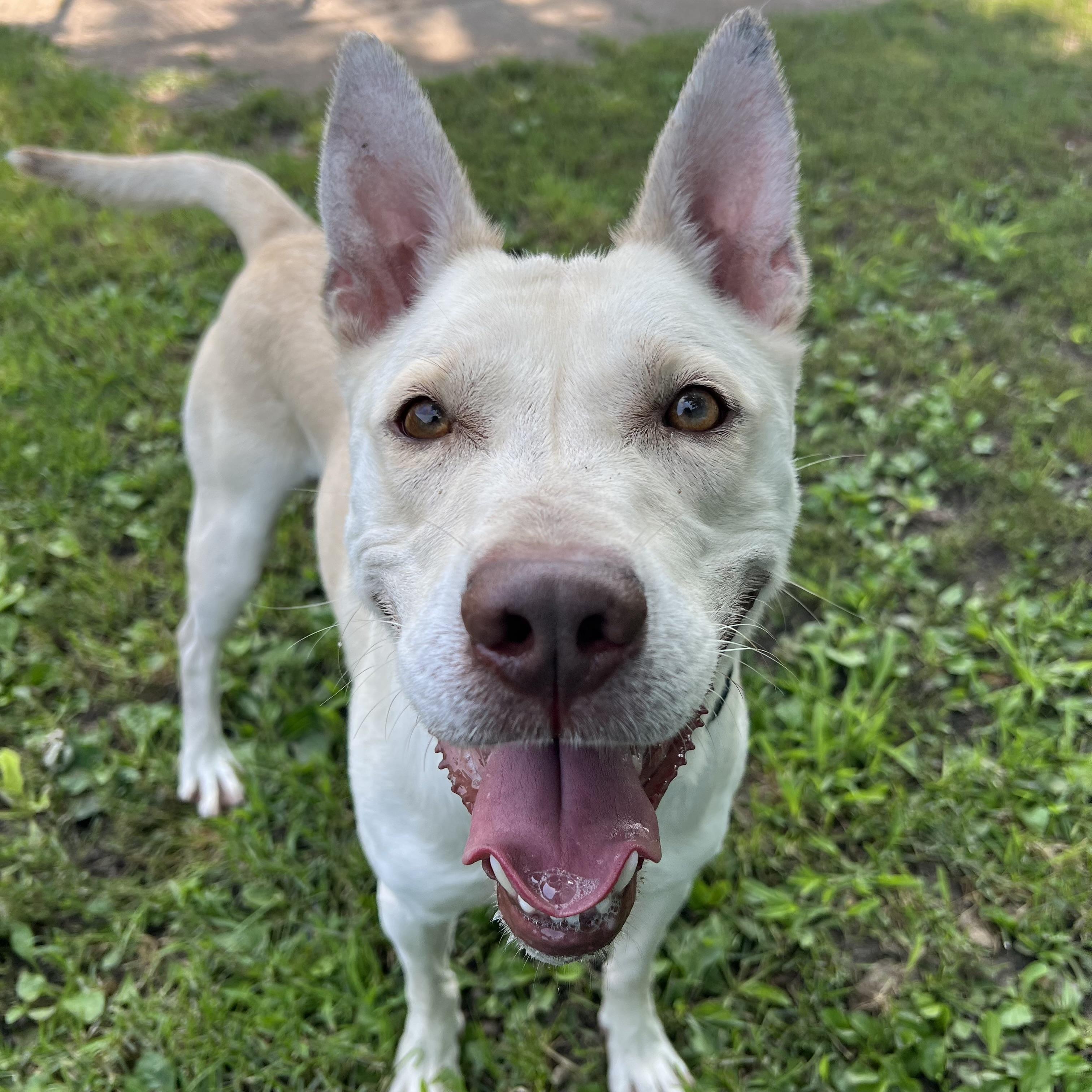 Jojo, a ADOPTABLE mixed breed in Fairmont, MN image 6/6