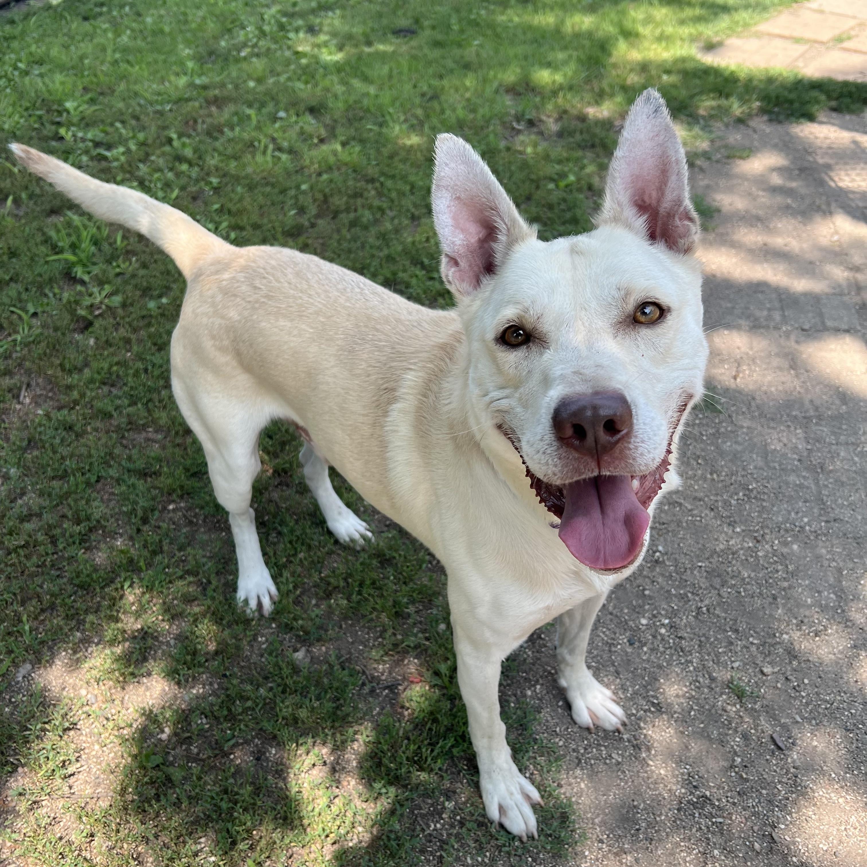 Jojo, a ADOPTABLE mixed breed in Fairmont, MN image 2/6