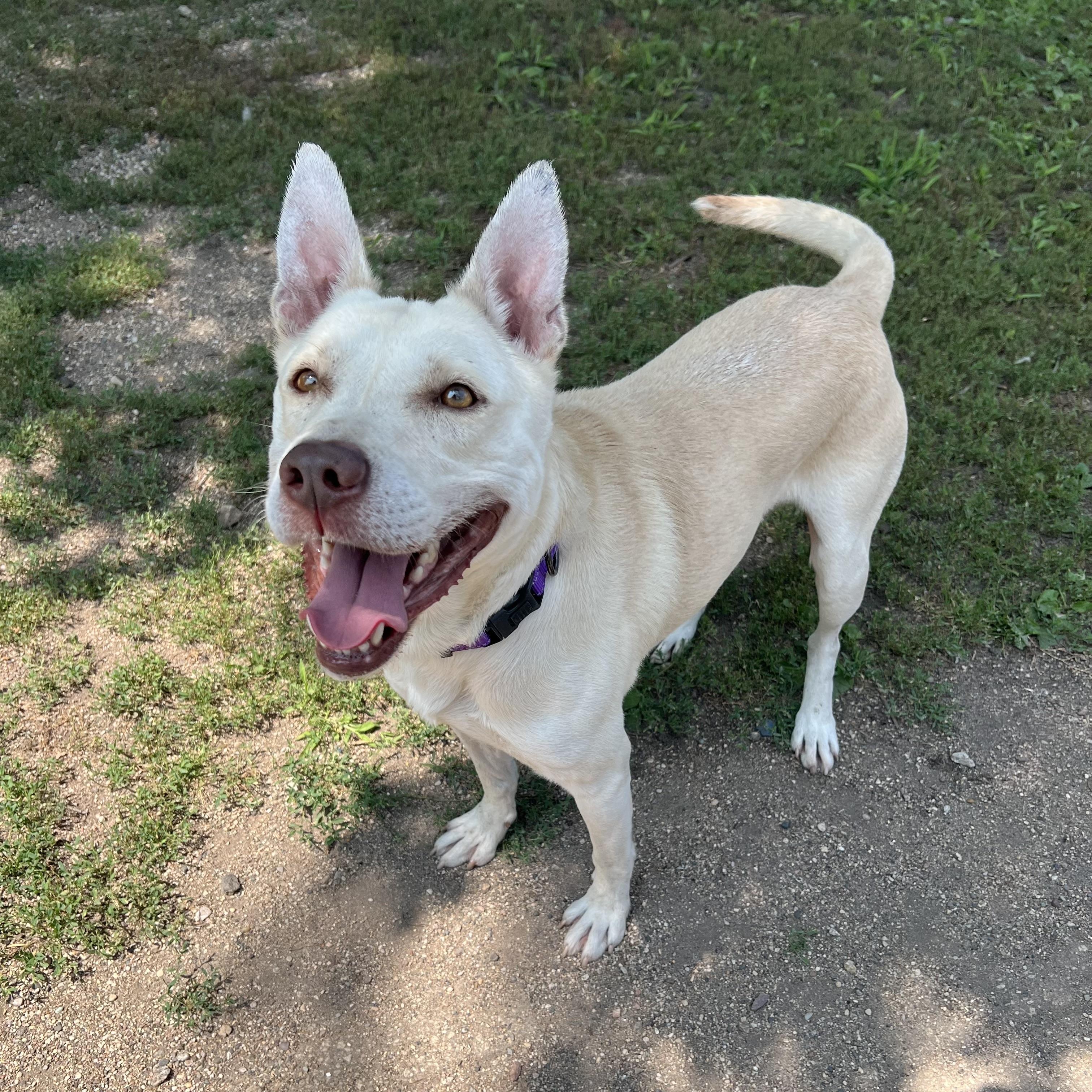 Jojo, a ADOPTABLE mixed breed in Fairmont, MN image 4/6