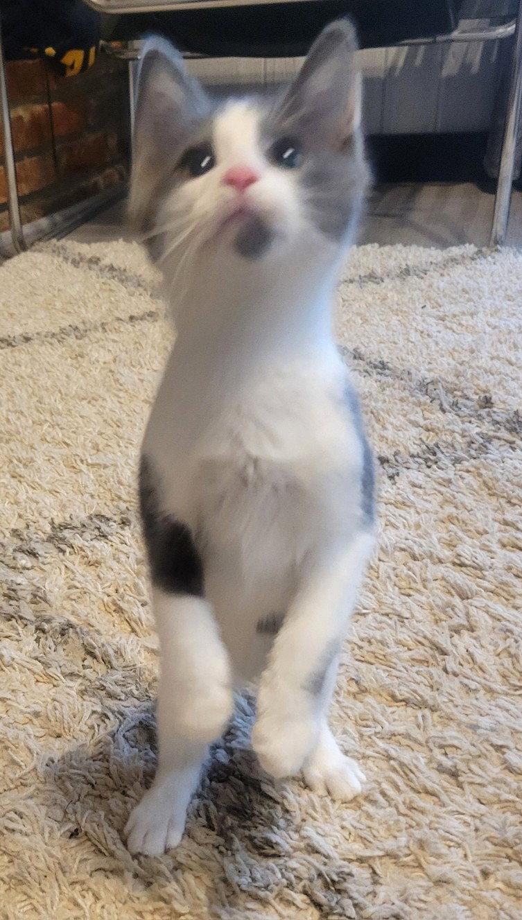 Enlarge Alvin, a Adopted Domestic Short Hair in Shawnee, KS image 2/3