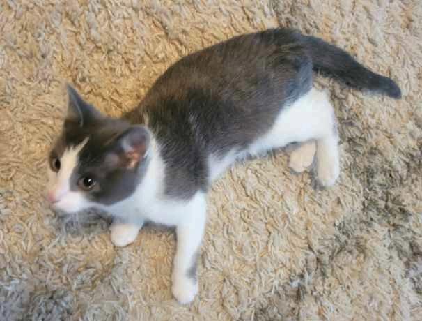 Enlarge Alvin, a Adopted Domestic Short Hair in Shawnee, KS image 3/3