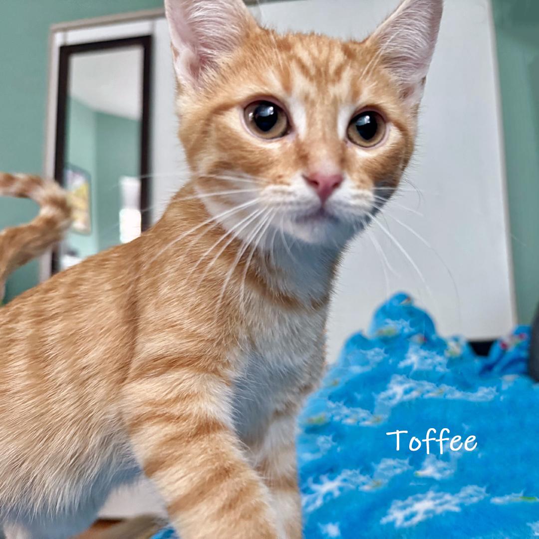 Enlarge Toffee, an adoptable Domestic Short Hair in Chicago, IL image 1/4