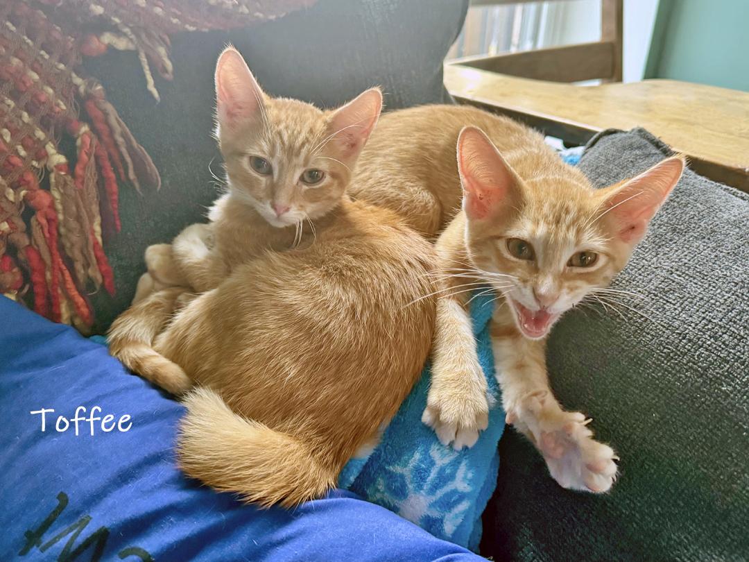 Enlarge Toffee, an adoptable Domestic Short Hair in Chicago, IL image 2/4