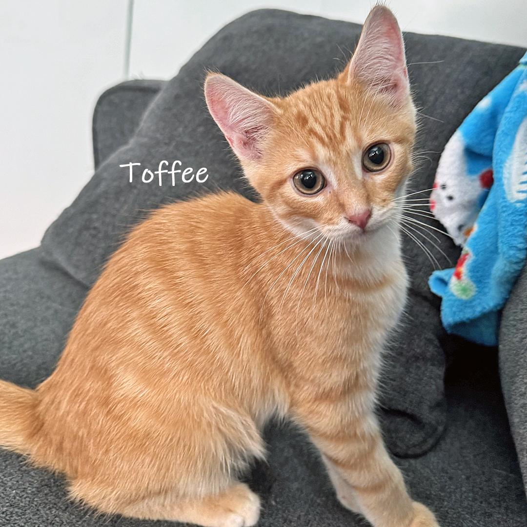 Enlarge Toffee, an adoptable Domestic Short Hair in Chicago, IL image 3/4