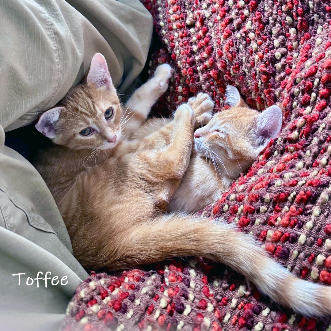 Enlarge Toffee, an adoptable Domestic Short Hair in Chicago, IL image 4/4