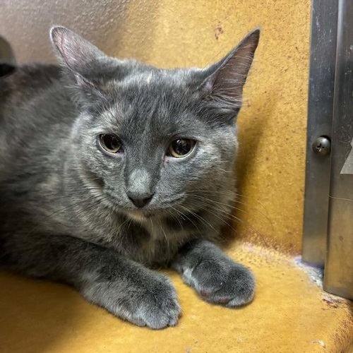 Enlarge Pixie, a Adoptable Tortoiseshell in Mount Royal, NJ image 1/1
