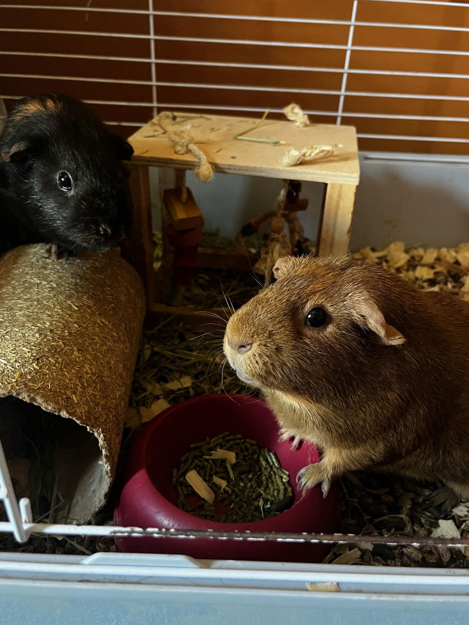 Pumpkin & Spice GUINEA PIGS, Adoptable, Adult Male Guinea Pig.