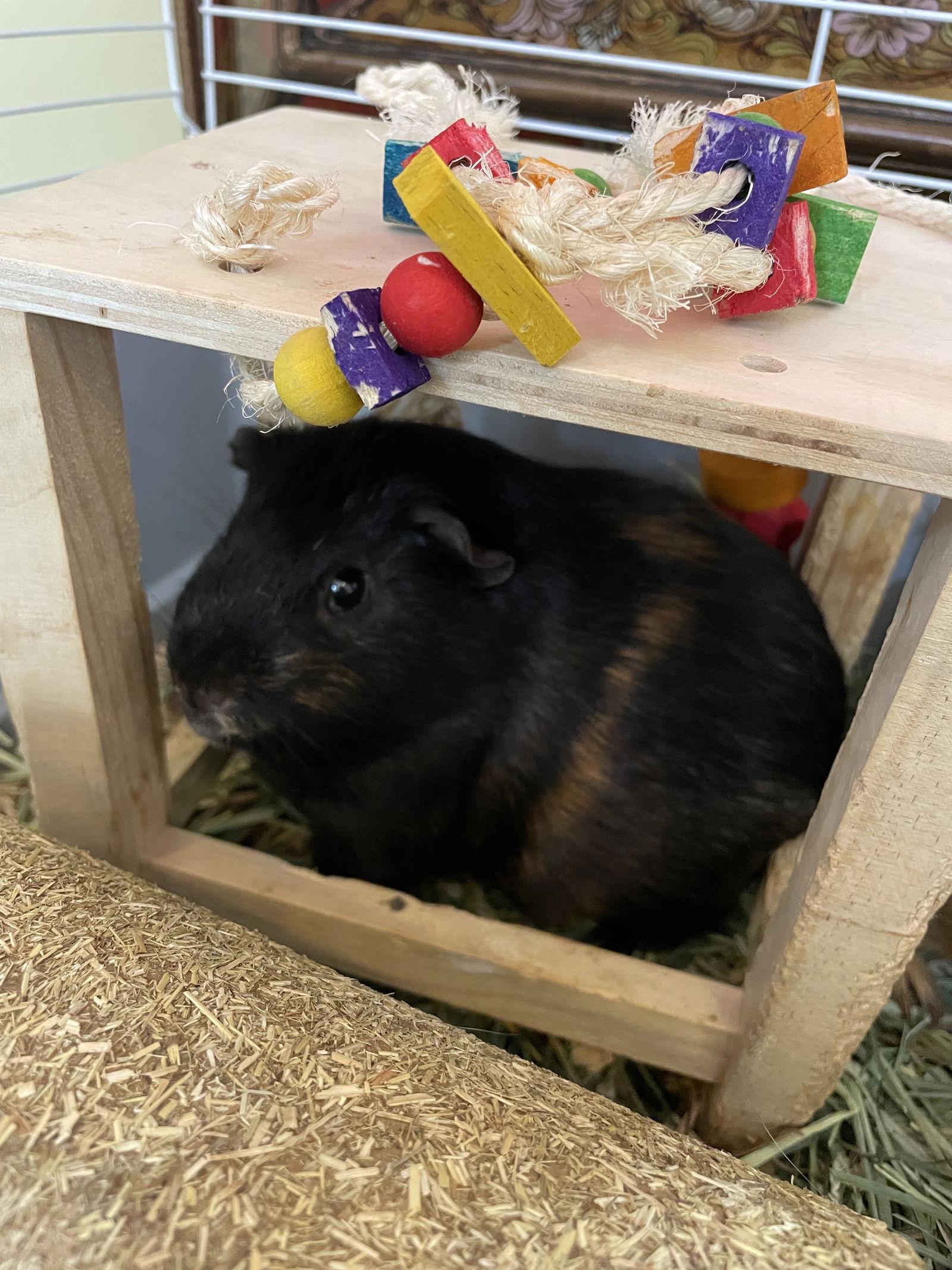 Enlarge Pumpkin & Spice GUINEA PIGS, a Adoptable Guinea Pig in Rockaway, NJ image 1/3