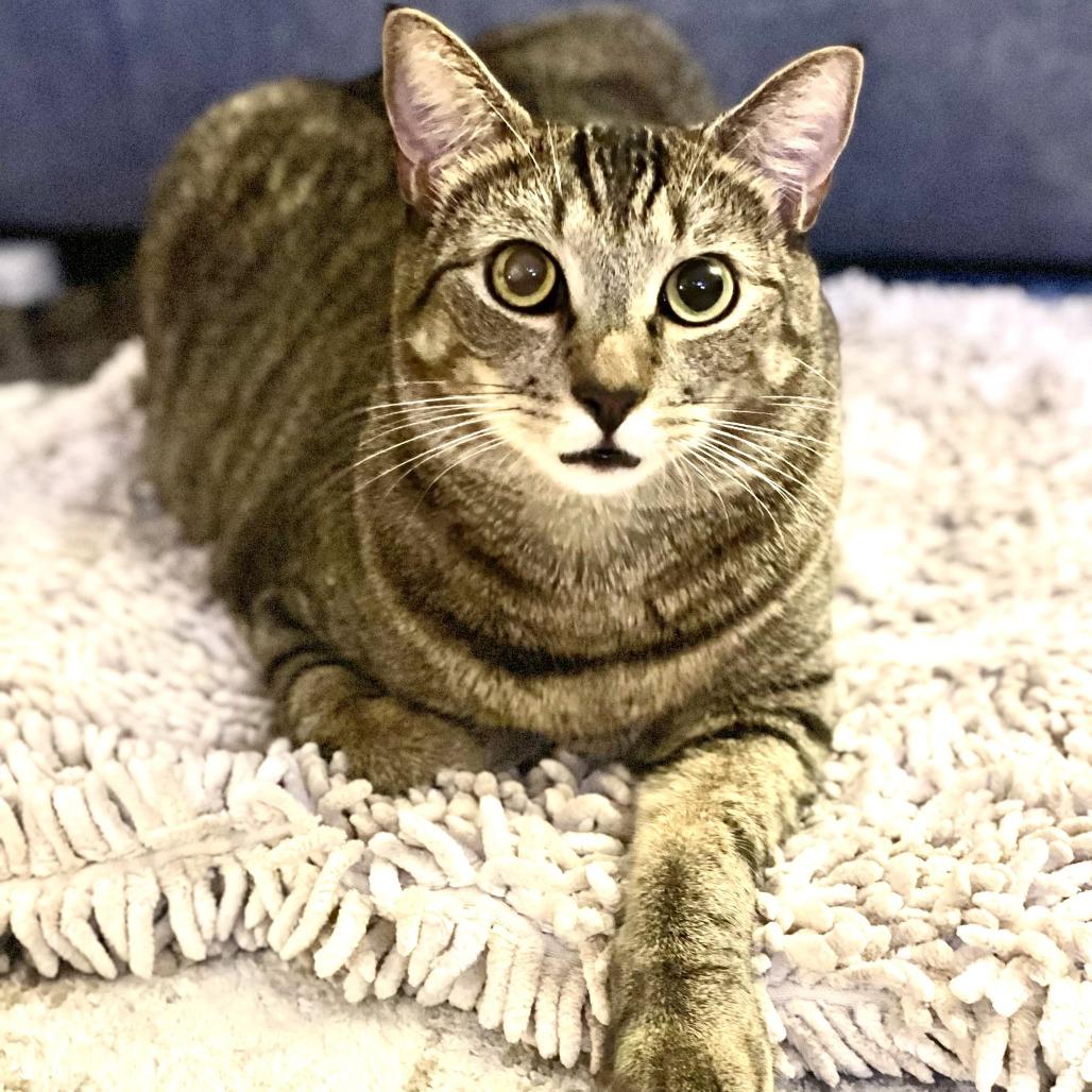 puffin — thumbnail 2