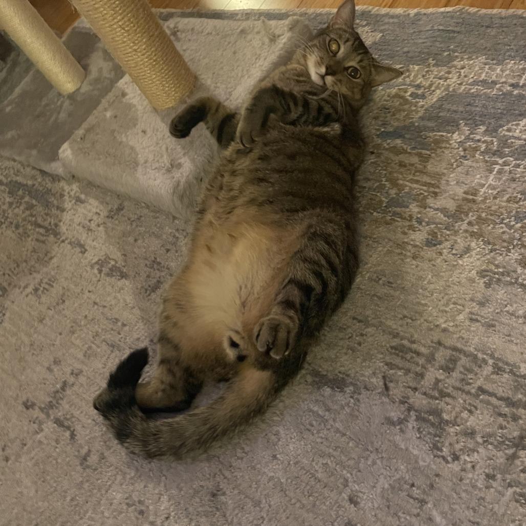 puffin — thumbnail 4