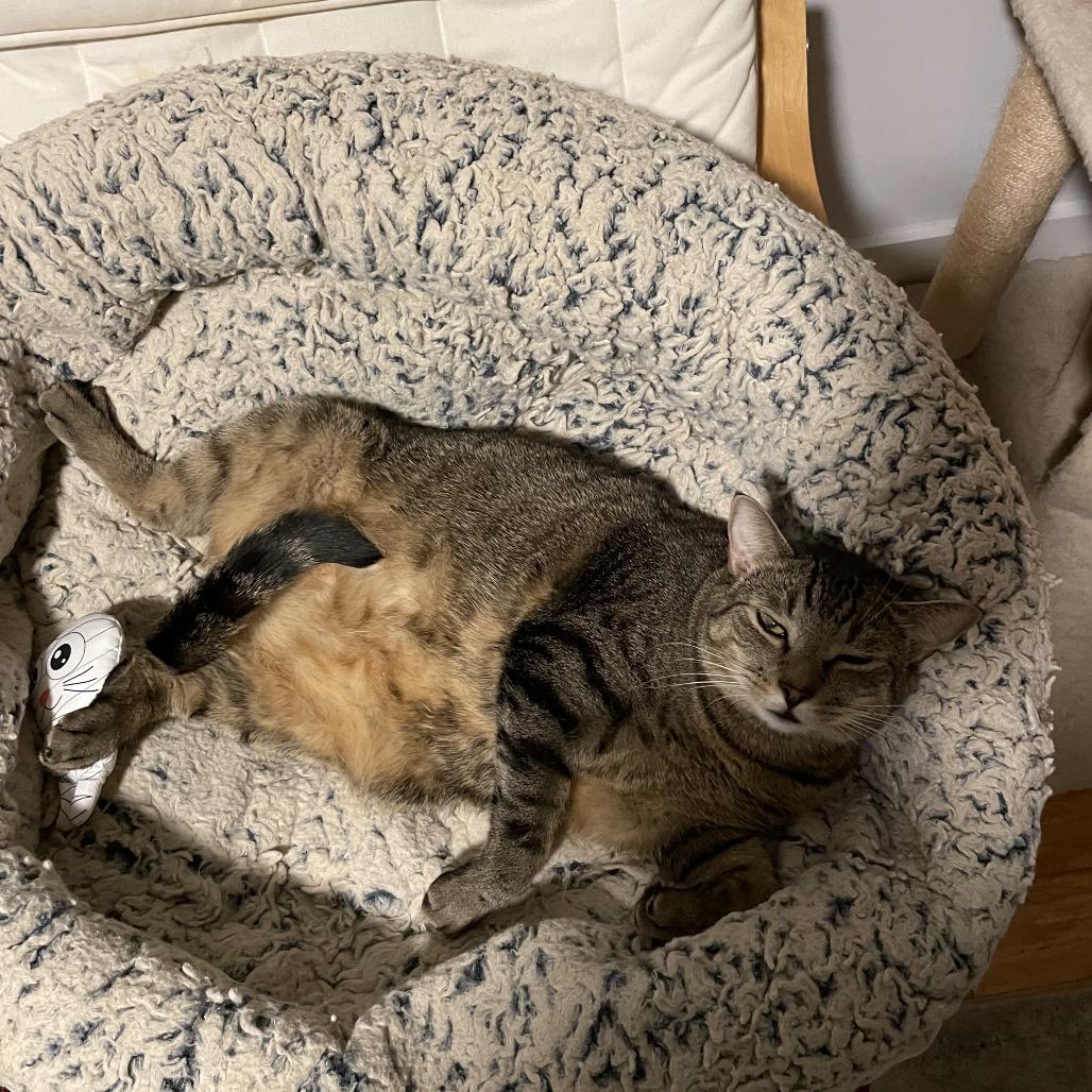 puffin — thumbnail 5