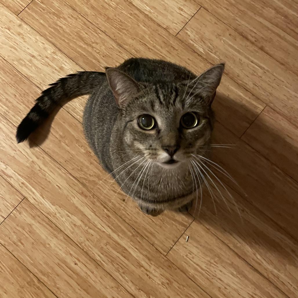 puffin — thumbnail 6