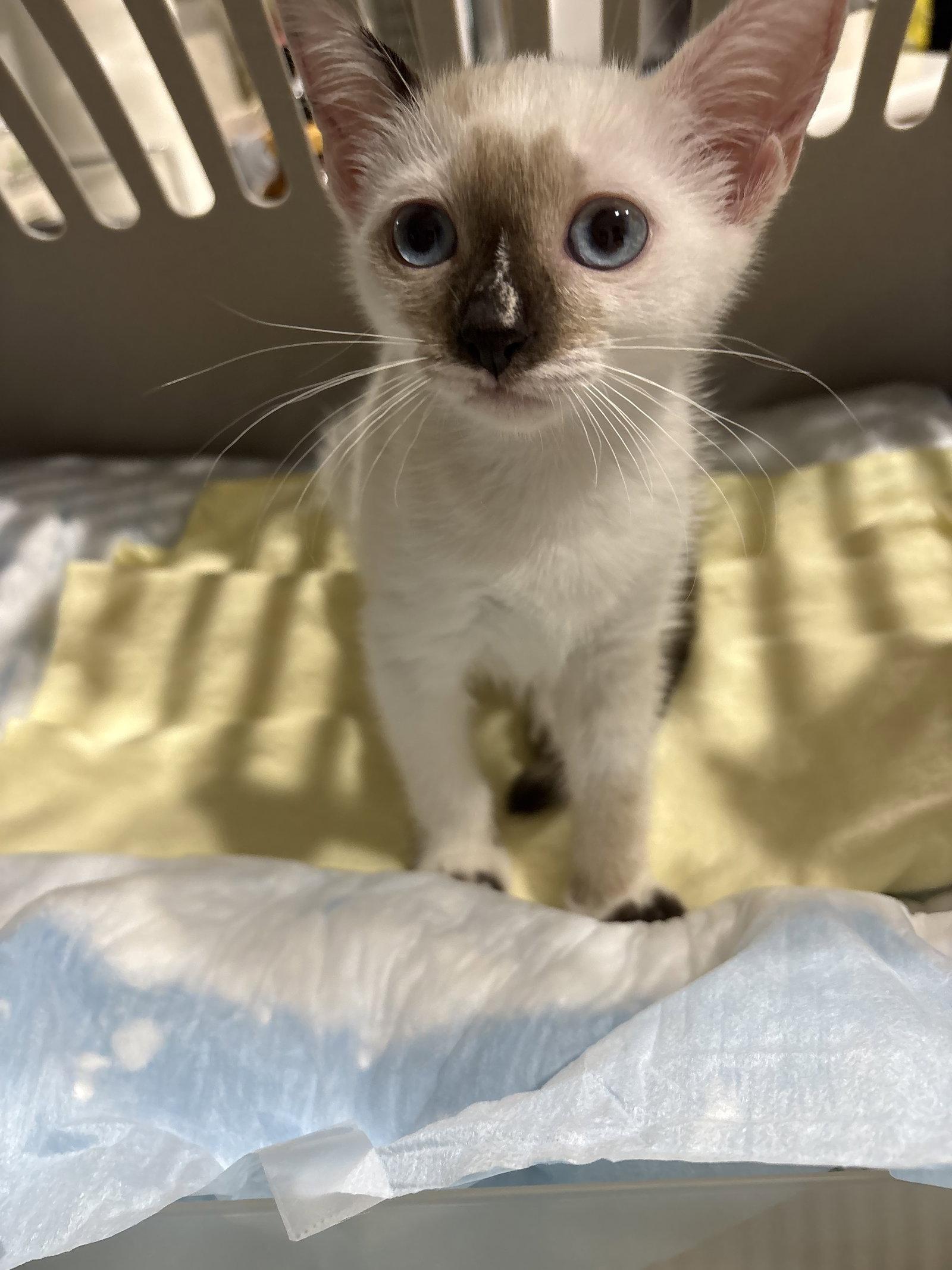 Aspen, Adopted, Kitten Female Siamese.