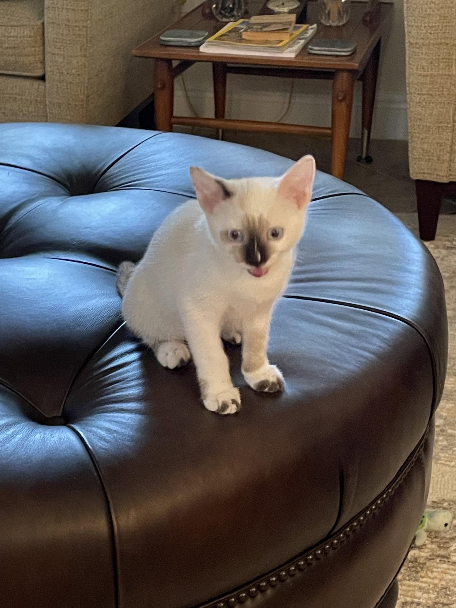 Aspen, a Adopted Siamese in West Palm Beach, FL image 2/3