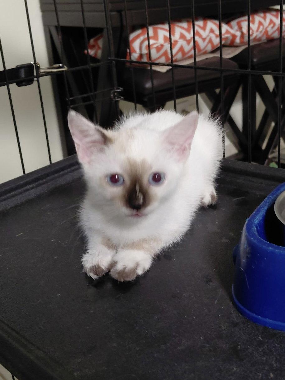 Aspen, a Adopted Siamese in West Palm Beach, FL image 3/3