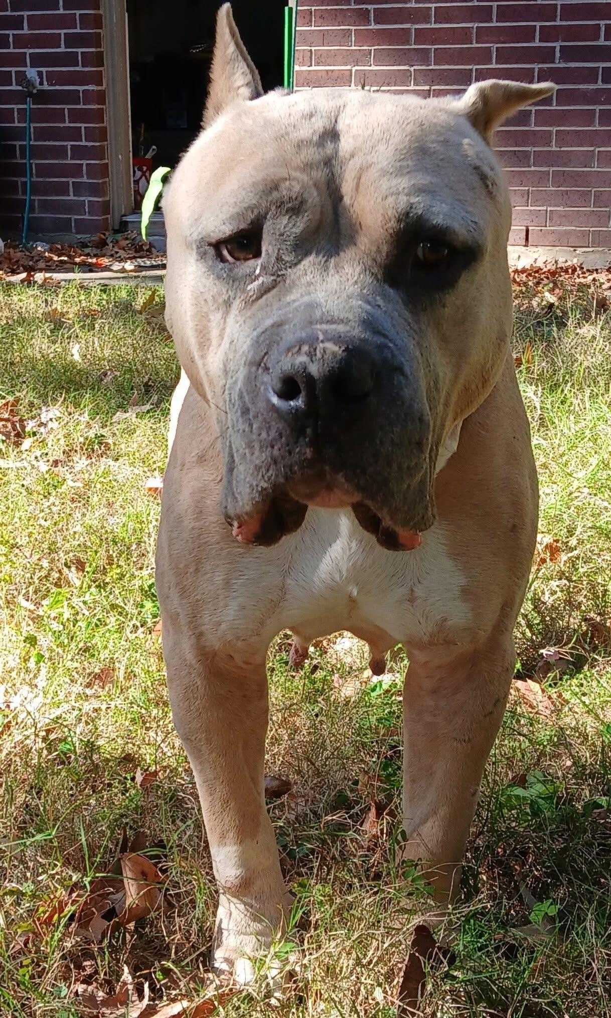 Enlarge Holly, an adopted mixed breed in Bellingham, WA image 4/5