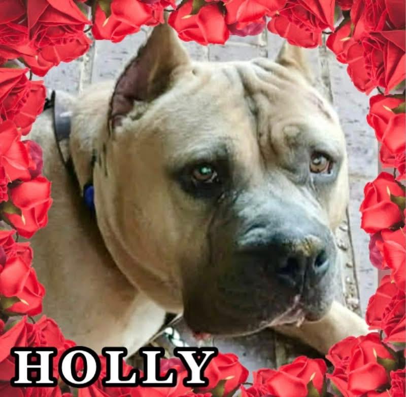 Enlarge Holly, an adopted mixed breed in Bellingham, WA image 2/5