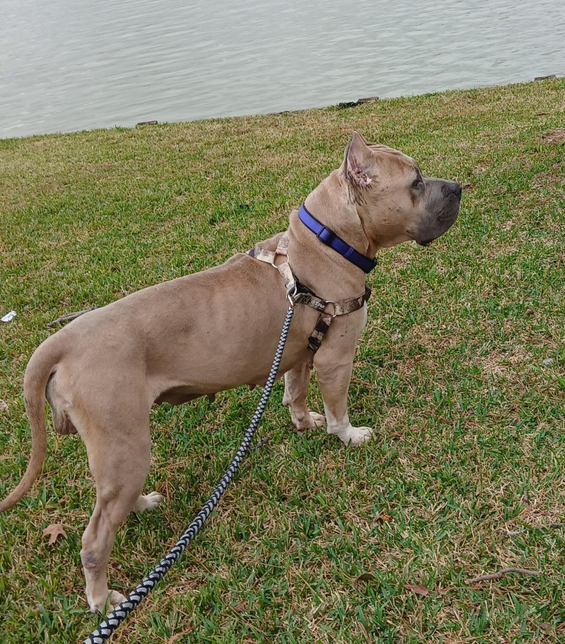 Enlarge Holly, an adopted mixed breed in Bellingham, WA image 5/5