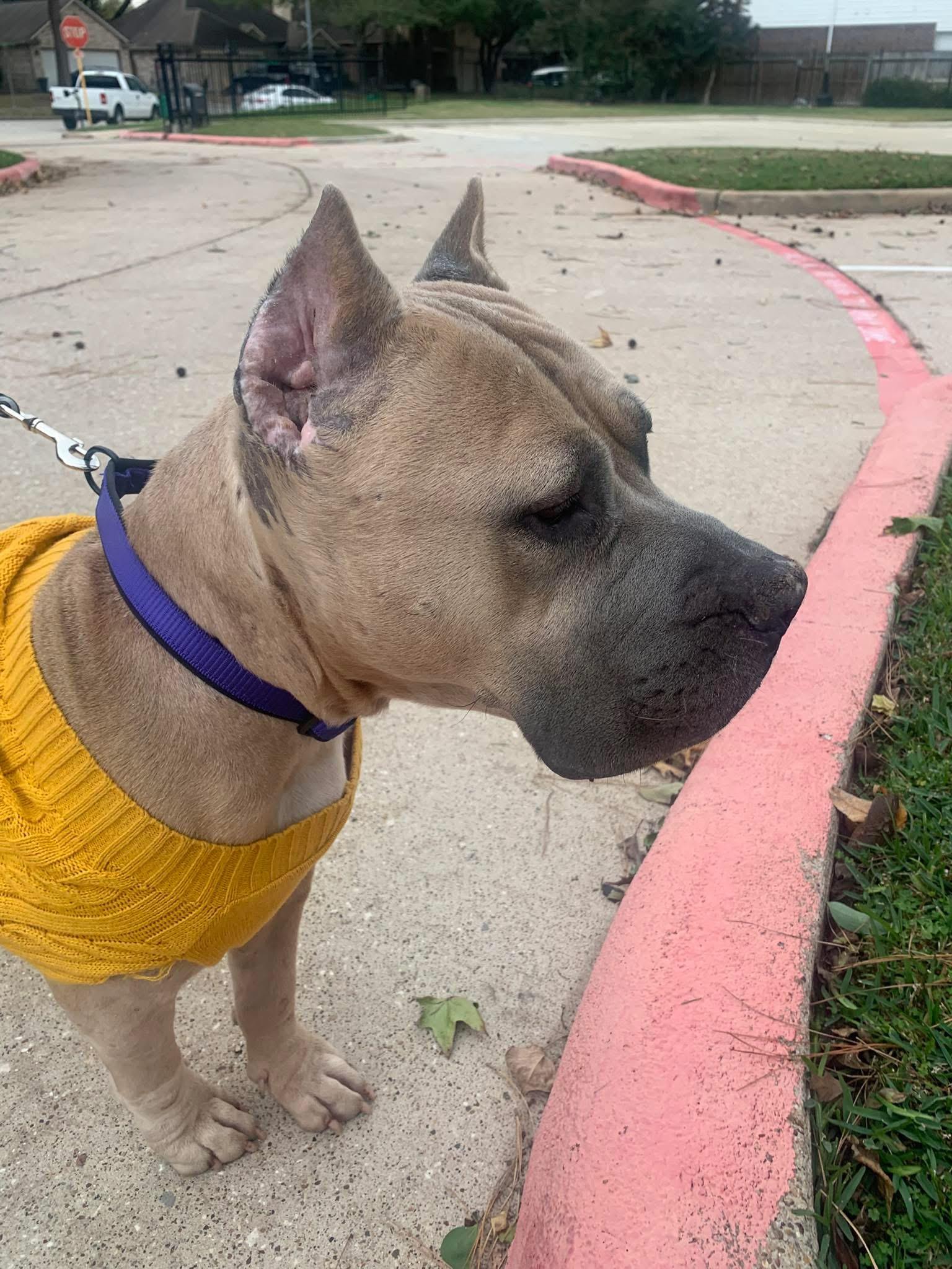 Enlarge Holly, an adopted mixed breed in Bellingham, WA image 1/5