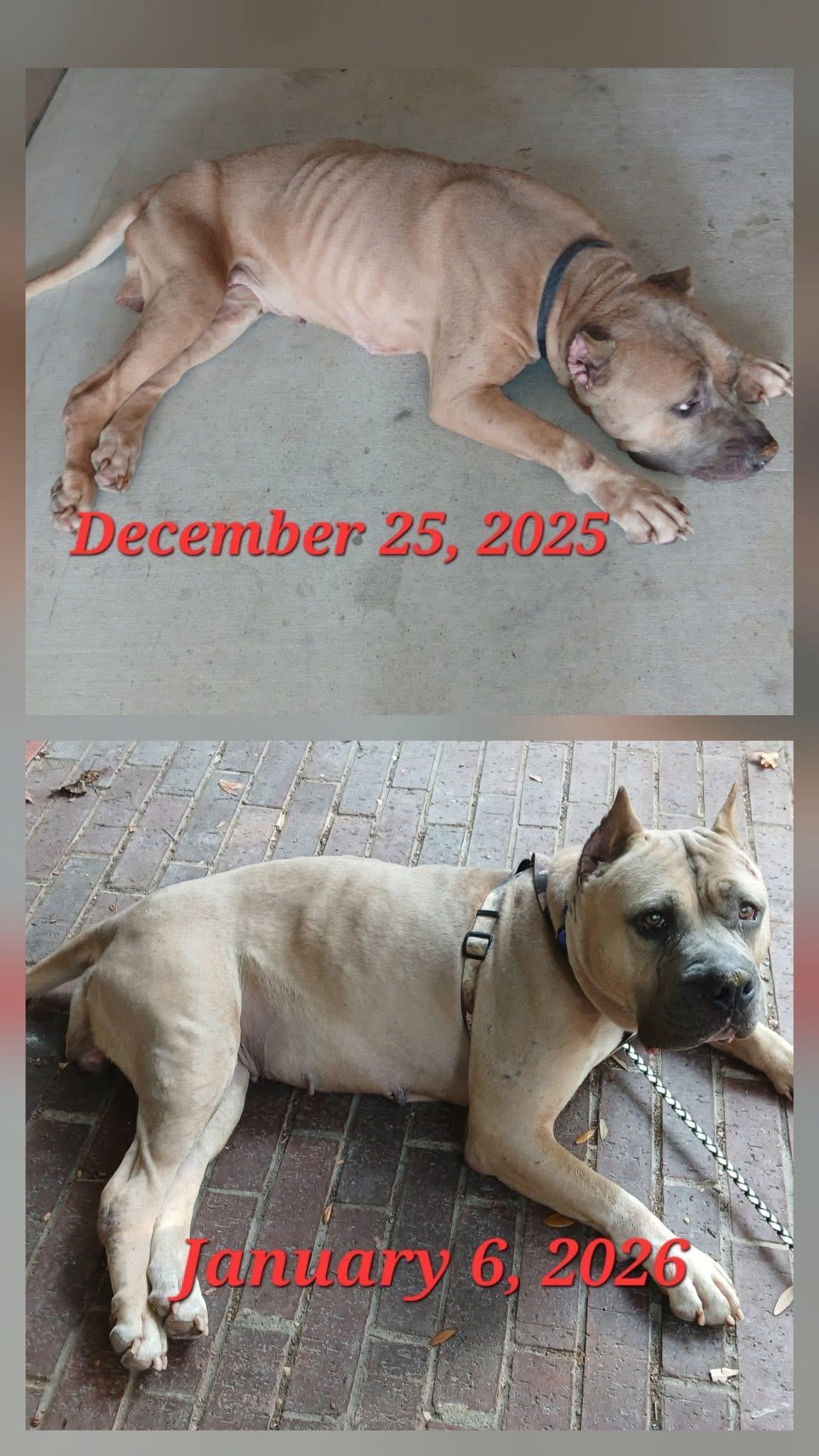 Enlarge Holly, an adopted mixed breed in Bellingham, WA image 3/5