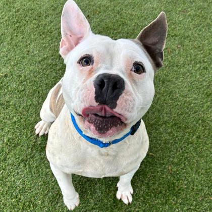 Gertrude, Adoptable, Adult Female Fox Terrier & Mixed Breed.