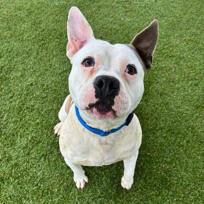 Enlarge Gertrude, a Adoptable mixed breed in Gastonia, NC image 2/2