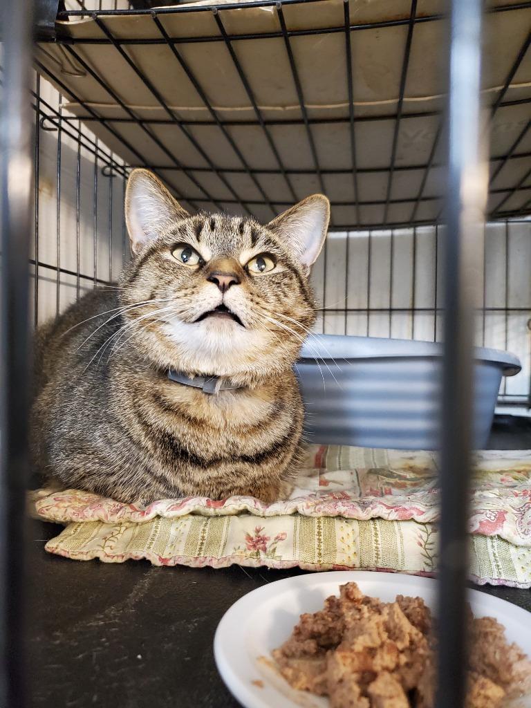 Enlarge Cali, a Adoptable Domestic Short Hair in Philippi, WV image 1/1