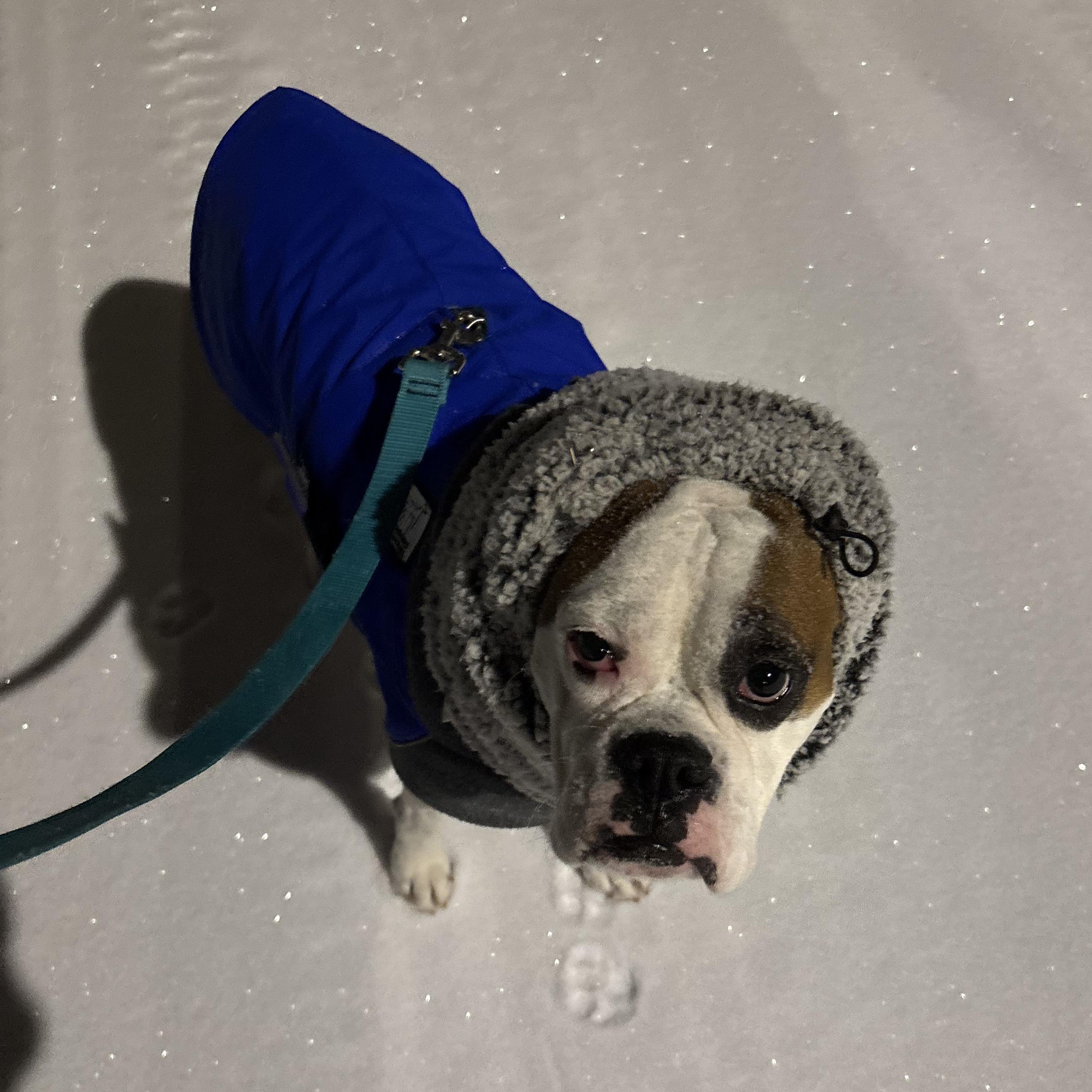 Enlarge Suzy, a ADOPTABLE Boxer in Burlington, VT image 3/6