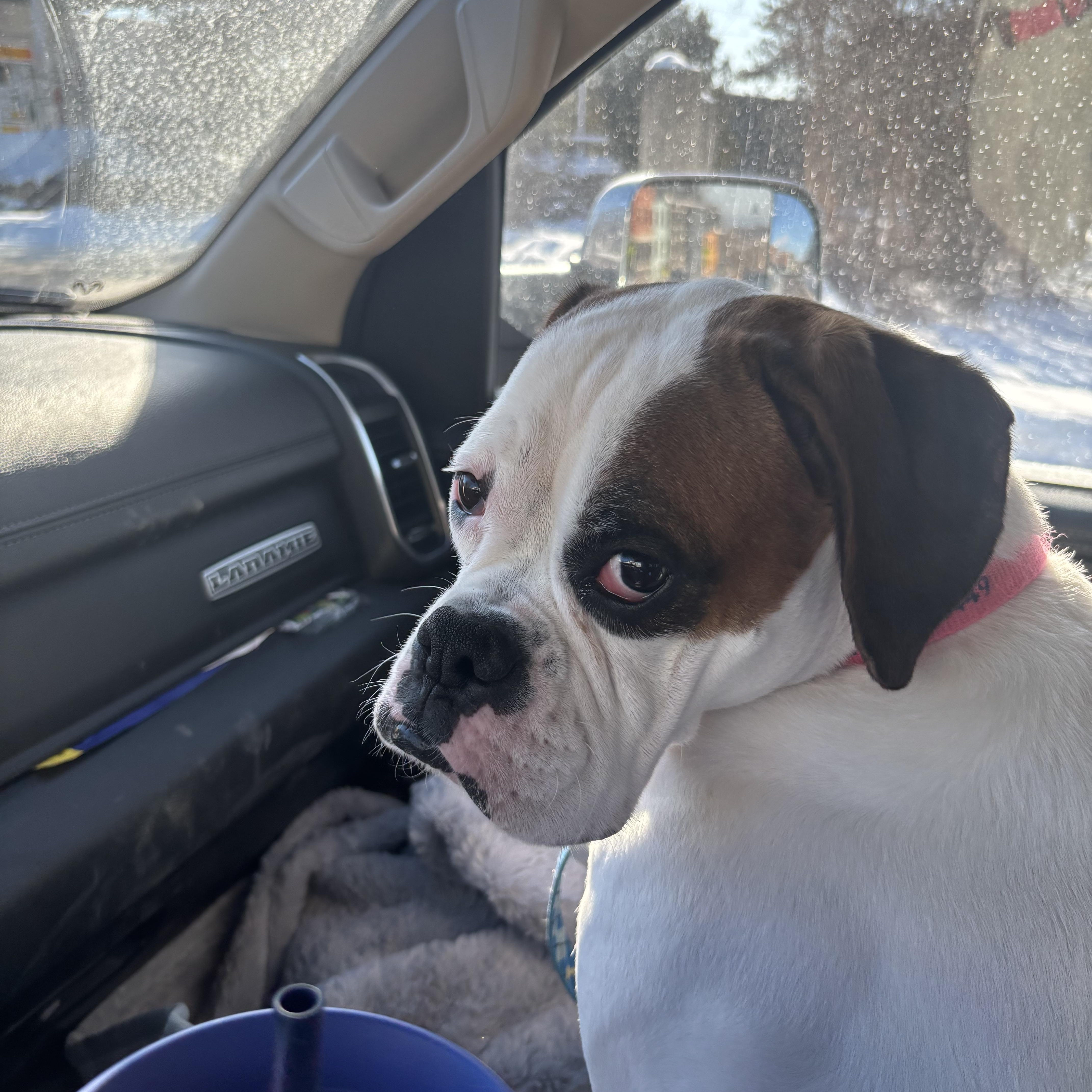 Enlarge Suzy, a ADOPTABLE Boxer in Burlington, VT image 5/6