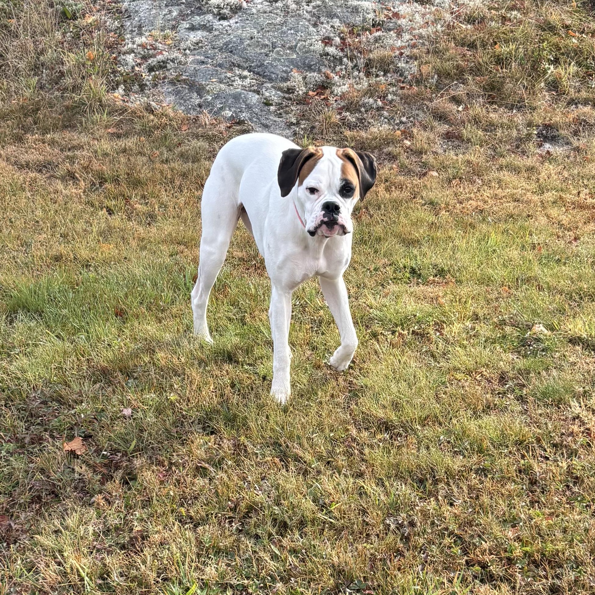 Enlarge Suzy, a ADOPTABLE Boxer in Burlington, VT image 6/6