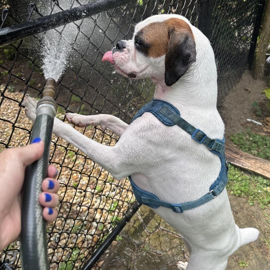 Enlarge Suzy, a ADOPTABLE Boxer in Burlington, VT image 4/6