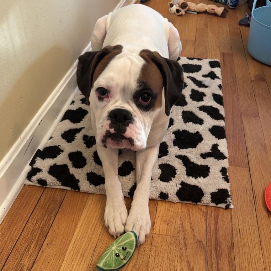 Enlarge Suzy, a ADOPTABLE Boxer in Burlington, VT image 2/6