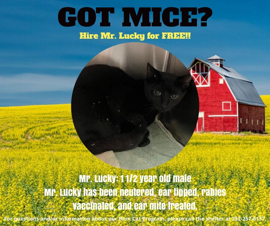 Enlarge MR. LUCKY, a Adoptable mixed breed in Warrenton, NC image 1/1