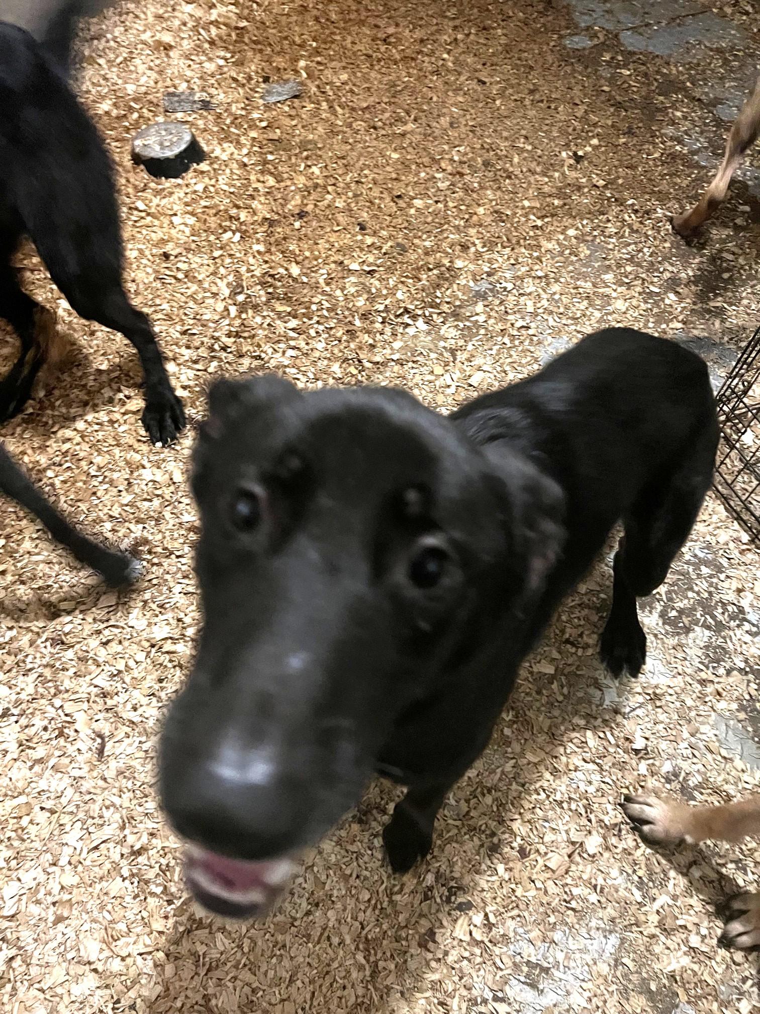Enlarge Marty (shy, loving boy), a ADOPTABLE mixed breed in Ithaca, NY image 2/5