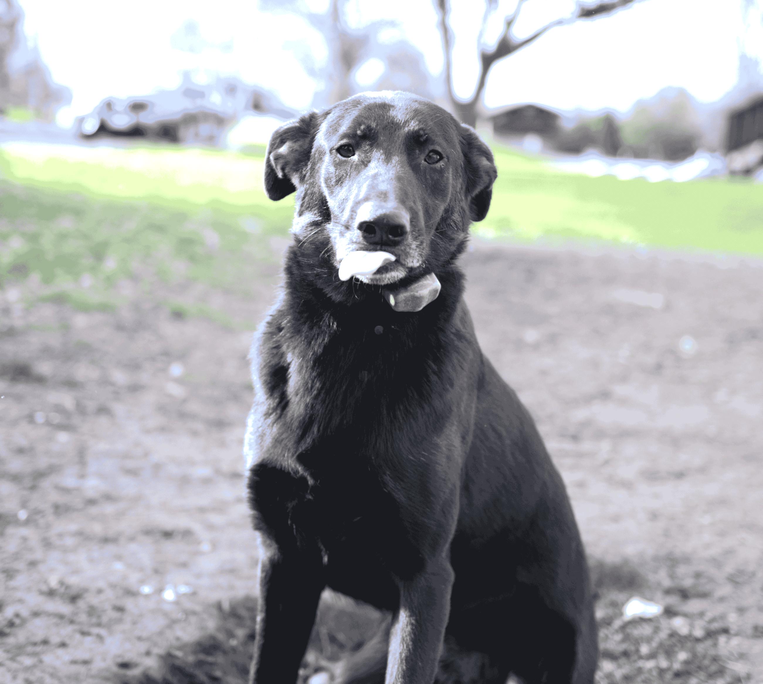 Enlarge Marty (shy, loving boy), a ADOPTABLE mixed breed in Ithaca, NY image 5/5