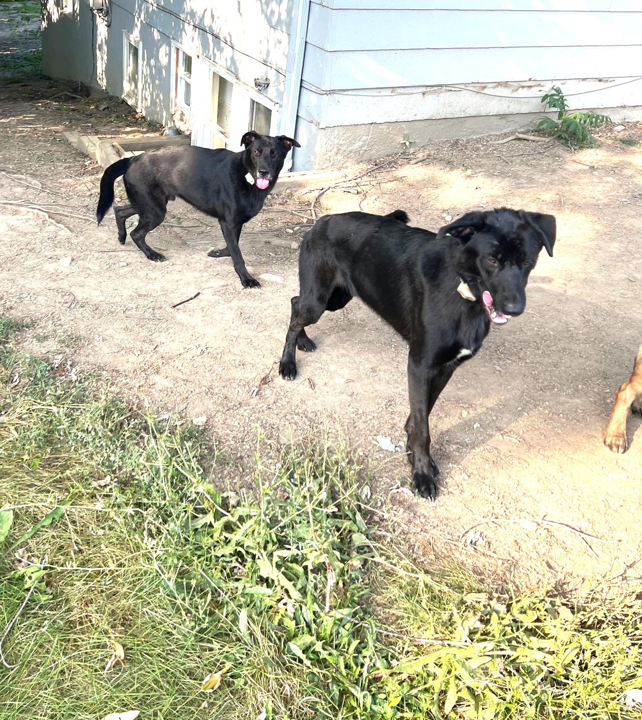 Enlarge Marty (shy, loving boy), a ADOPTABLE mixed breed in Ithaca, NY image 3/5