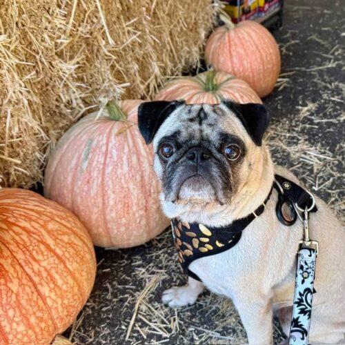 Enlarge Theo, a Adoptable Pug in Seattle, WA image 1/6