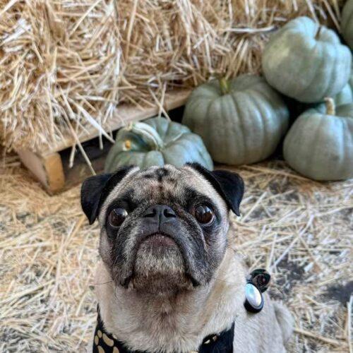 Enlarge Theo, a Adoptable Pug in Seattle, WA image 2/6