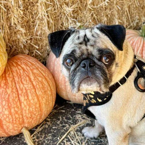 Enlarge Theo, a Adoptable Pug in Seattle, WA image 3/6